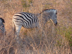 Equus quagga chapmani