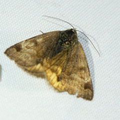 Euclidia glyphica