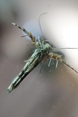 Pterophoroidea