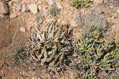 Aloe longistyla