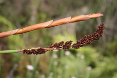 Elegia thyrsoidea