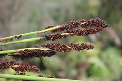 Elegia thyrsoidea