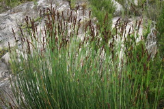 Elegia thyrsoidea