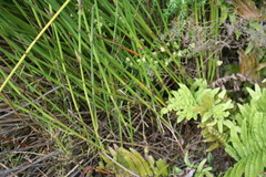 Elegia thyrsoidea