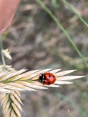 Coccinella transversoguttata