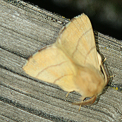 Malacosoma neustria