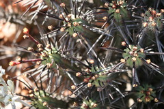 Euphorbia heptagona