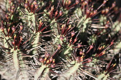 Euphorbia heptagona