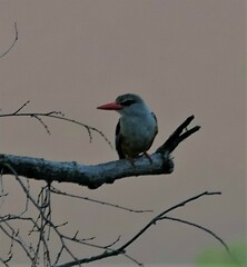 Halcyon leucocephala
