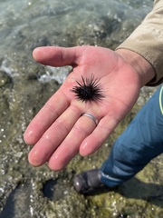 Centrostephanus coronatus