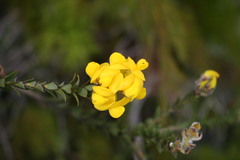 Liparia hirsuta
