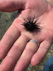 Centrostephanus coronatus