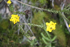 Liparia hirsuta