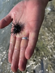 Centrostephanus coronatus