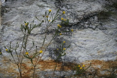 Liparia hirsuta