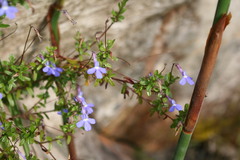 Lobelia neglecta