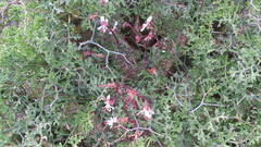 Pelargonium crithmifolium