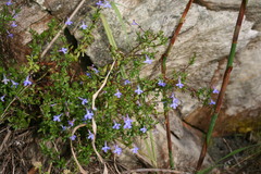 Lobelia neglecta