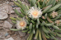 Cylindrophyllum comptonii