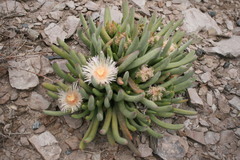 Cylindrophyllum comptonii