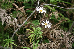 Osmitopsis osmitoides