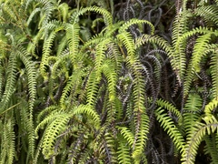 Sticherus squamulosus