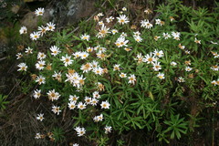 Osmitopsis osmitoides