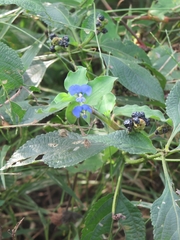 Commelina benghalensis