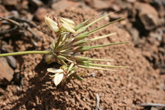 Pelargonium rapaceum