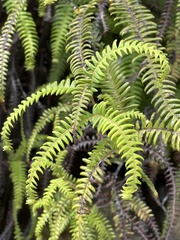 Sticherus squamulosus