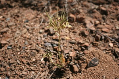 Pelargonium rapaceum