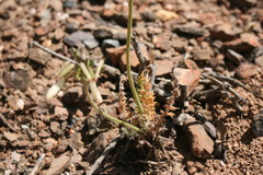 Pelargonium rapaceum