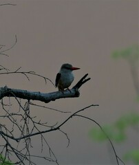 Halcyon leucocephala