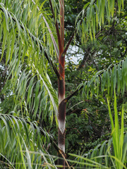 Calameae