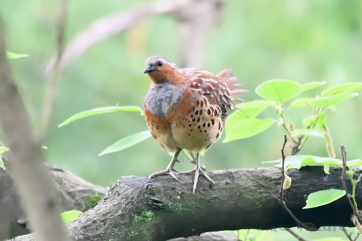 Chinese Bamboo Partridge