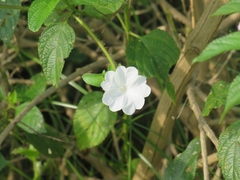 Ipomoea pes-tigridis