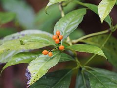 Sarcandra glabra