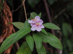 Melastoma