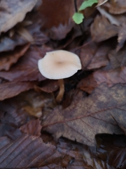 Clitocybe fragrans