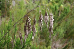 Thamnochortus cinereus