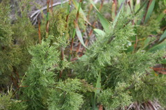 Thamnochortus cinereus