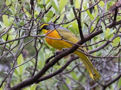 Telophorus sulfureopectus