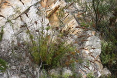 Thamnochortus cinereus