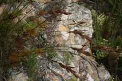 Thamnochortus cinereus