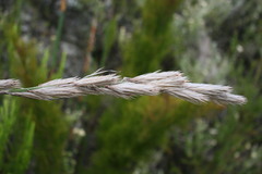 Thamnochortus cinereus