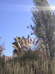 Cortaderia selloana