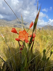 Pillansia templemannii