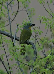 Malaconotus blanchoti