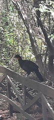 Penelope obscura