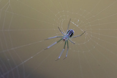 Leucauge argentina